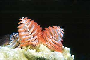 Christmas tree worms at East Bank