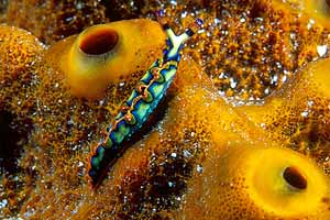 nudibranch-2.jpg (25213 bytes)