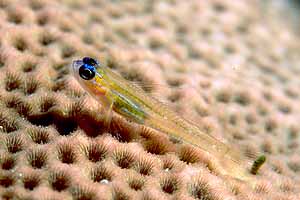 Blenny