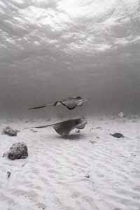 Stingray City