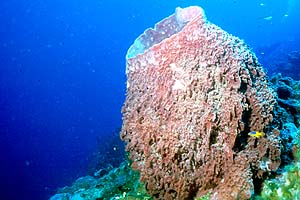 big-sponge.jpg (26906 bytes)