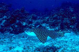 eagle-ray.jpg (20096 bytes)