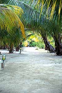 Palm trees line the walking paths on the Key.