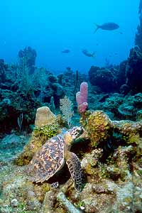 A small turtle takes a nap on the reef.